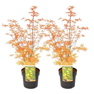 Plant in a Box Acer palmatum 'Katsura' - Sæt med 2 - Japansk Ahorntræ - ⌀19cm - Højde 60-70 cm