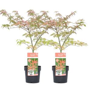 Plant in a Box Acer palmatum 'Shirazz' - Sæt med 2 - Japansk Ahorntræ - ⌀19cm - Højde 50-60 cm