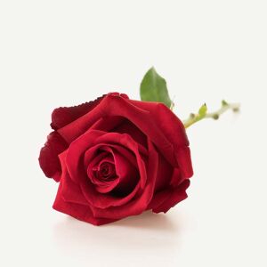 Interflora Langstilket rød rose