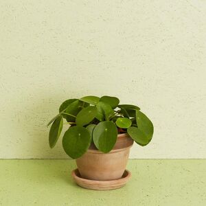 Interflora Pilea inkl. potte