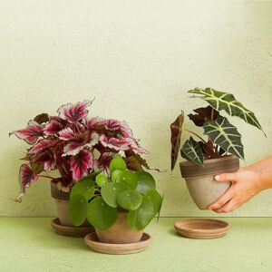 Interflora Stueplante (Floristens kreative valg) inkl. potte