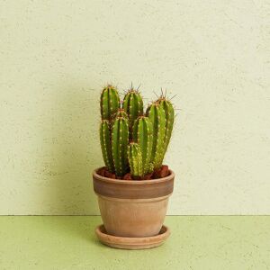 Interflora Kaktus inkl. potte