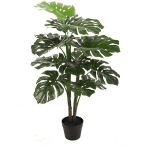 Monstera Green