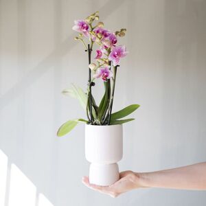 Plantas a Domicilio - Orquidea Bicolor Rotterdam - Phalaenopsis - COLVIN