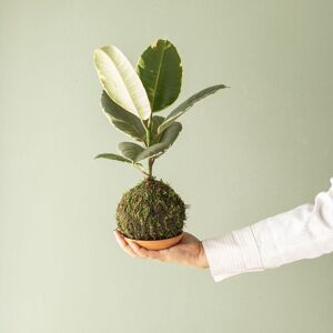 Plantas a Domicilio - Kokedama Ficus Tineke - COLVIN