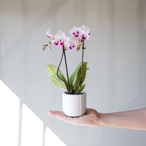 Plantas a Domicilio - Orquídea Alice con Maceta Gratis - COLVIN