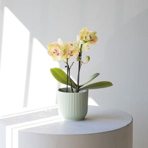 Plantas a Domicilio - Orquídea Mini Amarilla - COLVIN