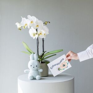 Flores a Domicilio - Pack Baby: Orquidea con Maceta, Miffy y Dedicatoria - COLVIN