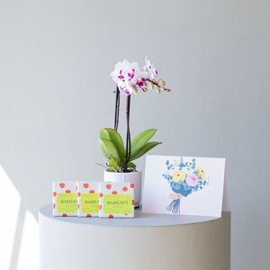 Flores a Domicilio - Pack Orquídea Alice con maceta, Chocolate y Tarjeta - COLVIN