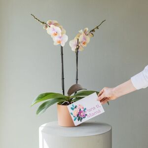 Flores a Domicilio - Pack Orquídea Peach con Maceta y Tarjeta - COLVIN