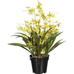 kaiserkraft Oncidium Dama danzante, en maceta de plástico, altura 600 mm, amarilla