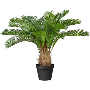 kaiserkraft Palma Cycas, altura aprox. 600 mm, en maceta de plástico con tierra