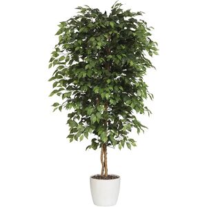 kaiserkraft Ficus benjamina, tronco natural, con maceta de cerámica, altura 1200 mm