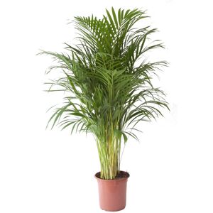 Flowy Planta de interior - Palmera Areca 120cm