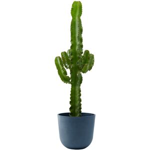 Flowy Planta de interior - Cactus catedral (Euphorbia) 80cm en maceta azul 