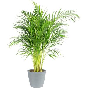 Flowy Planta de interior - Palmera Areca en maceta azul gris (120cm)