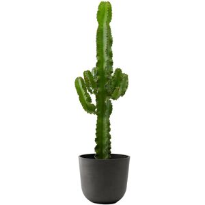 Flowy Planta de interior - Cactus catedral (Euphorbia) 80cm en maceta negra 