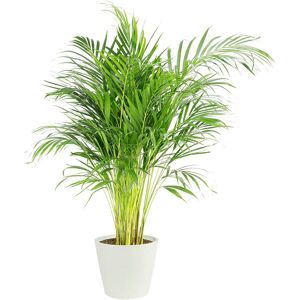 Flowy Planta de interior - Palmera Areca 120cm en maceta blanco gris 