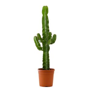 Flowy Planta de interior - Cactus catedral (Euphorbia) 80cm