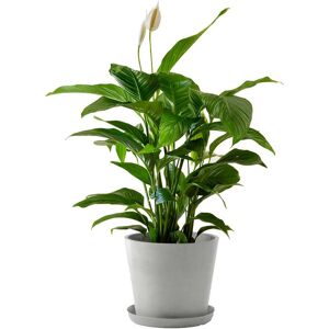 Flowy Planta de interior - Spathiphyllum 100cm en maceta blanco gris 