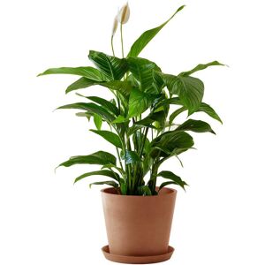 Flowy Planta de interior - Spathiphyllum 100cm en maceta terra