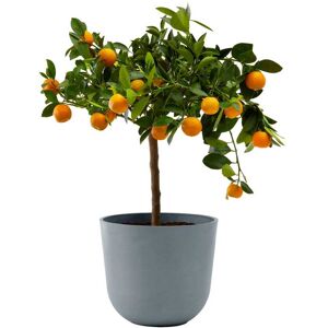 Flowy Planta de interior - Calamondina 75cm en maceta azul-gris