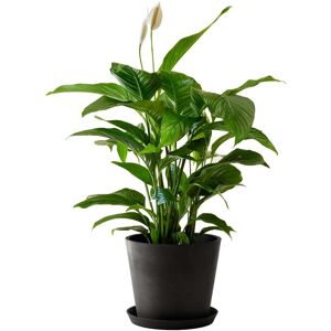 Flowy Planta de interior - Spathiphyllum 100cm en maceta negra 