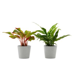 Flowy Planta de interior - Dúo Aglaonema 25cm en maceta blanco gris 