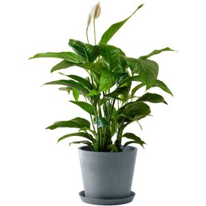 Flowy Planta de interior - Spathiphyllum 100cm en maceta azul gris 