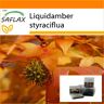 SAFLAX - Garden in the Bag - American Sweet Gum - 100 semillas - Con sustrato en una bolsa de pie adecuada - Liquidamber styraciflua