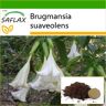 SAFLAX - Angel's Trumpet White - 10 semillas - Con sustrato para macetas para un mejor cultivo - Brugmansia suaveolens