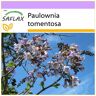 SAFLAX - Princess Tree - 200 semillas - Paulownia tomentosa