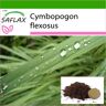 SAFLAX - Lemongrass - 50 semillas - Con sustrato para macetas para un mejor cultivo - Cymbopogon flexosus