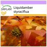 SAFLAX - Chicle dulce americano - 100 semillas - Liquidamber styraciflua