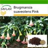 SAFLAX - Angel's Trumpet Pink - 10 semillas - Con sustrato para macetas para un mejor cultivo - Brugmansia suaveolens Pink