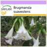 SAFLAX - Angel's Trumpet White - 10 semillas - Brugmansia suaveolens