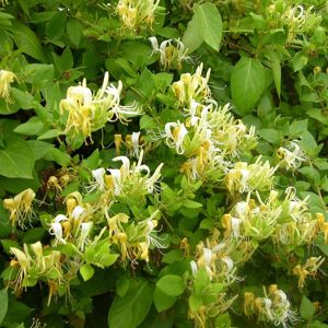 CLEMATITE Chevrefeuille Japonica Hall's Prolific - Pot De 1,5l - Tuteur Bambou 30/60 Cm