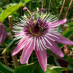 JAVOY PLANTES Passiflore 'Victoria' - passiflora 3L