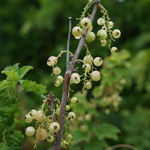 JAVOY PLANTES Groseillier a grappes 'Versaillaise blanche' - ribes rubrum 3L