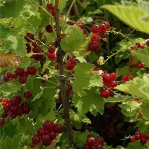 JAVOY PLANTES Groseillier a grappes 'Jonkheer Van Tets' - ribes rubrum 3L