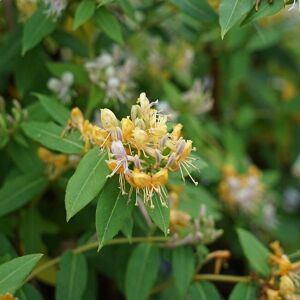 JAVOY PLANTES Chevrefeuille Caprilia ?Ever 'Inov42' - lonicera 3L