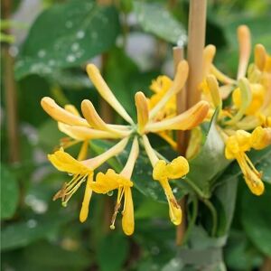 JAVOY PLANTES Chevrefeuille de Tellmann - lonicera tellmaniana 3L