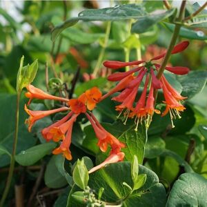 JAVOY PLANTES Chevrefeuille 'more Scarlet' - lonicera x brownii 3L