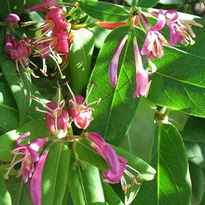 JAVOY PLANTES Chevrefeuille de Henryi - lonicera henryi 3L