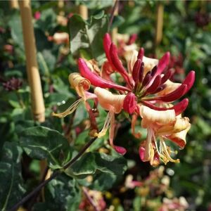 JAVOY PLANTES Chevrefeuille 'Caprilia' ? Imperial ('Inov86') - lonicera periclymenum 3L