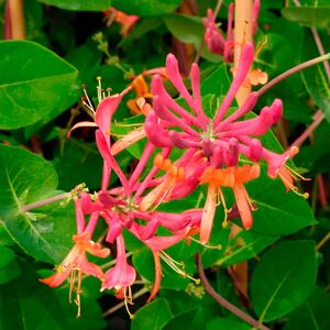 JAVOY PLANTES Chevrefeuille 'Goldflame' - lonicera heckrottii 3L