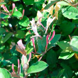 JAVOY PLANTES Chevrefeuille du Japon Chinensis - lonicera chinensis 3L