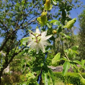 JAVOY PLANTES Passiflore 'Constance Elliot' - passiflora caerulea 3L