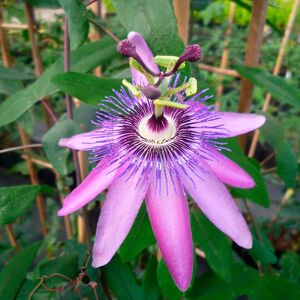 JAVOY PLANTES Passiflore violacea 'Amethyst' - passiflora 3L