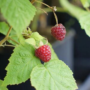 JAVOY PLANTES Framboisier remontant 'Heritage' - rubus idaeus 3L